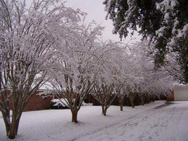 Cold Hardy Crape Myrtles, All Around Tough Plants - Southern Charm Crape Myrtles, LLC