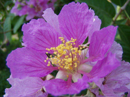 Extremely RARE Crape Myrtles: Hard to Find is an Understatement! - Southern Charm Crape Myrtles, LLC