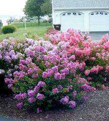 Miniature Crape Myrtles: Stunning Beauty in a Compact Form - Southern Charm Crape Myrtles, LLC