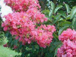 Pink Crape Myrtles in All Hues and Sizes - Southern Charm Crape Myrtles, LLC