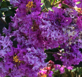 Purple Crape Myrtles in Every Shade and Size - Southern Charm Crape Myrtles, LLC