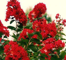 Red Crape Myrtles, All Shades From Cherry to Blood Red Flowers - Southern Charm Crape Myrtles, LLC