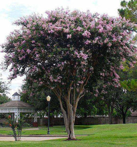 Standard Crape Myrtles, Maturing 20-30ft Tall, Great for Shade - Southern Charm Crape Myrtles, LLC