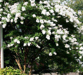 White Crape Myrtles, Crisp Snow White in All Shapes and Sizes - Southern Charm Crape Myrtles, LLC