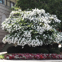 Acoma Crape Myrtle tree with snow-white flowers and lush green foliage in a landscaped garden.