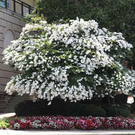 Acoma Crape Myrtle tree with snow-white flowers and lush green foliage in a landscaped garden.