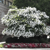 {"width" => 350, "height" => 350, "loading" => "lazy", "sizes" => "(min-width: 990px) 350px, 50vw", "widths" => "350,700", "alt" => "Acoma Crape Myrtle tree with snow-white flowers and lush green foliage in a landscaped garden."}