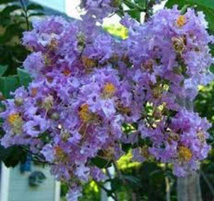 lavender crape myrtle tree Apalachee Crape Myrtle: Stunning Shade Tree with Lavender-Blue Flowers| Southern Charm Crape Myrtles, LLC