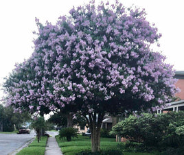 Apalachee Crape Myrtle tree with lavender-blue flowers in a garden setting.