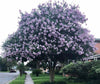 {"width" => 350, "height" => 350, "loading" => "lazy", "sizes" => "(min-width: 990px) 350px, 50vw", "widths" => "350,700", "alt" => "Apalachee Crape Myrtle tree with lavender-blue flowers in a garden setting."}