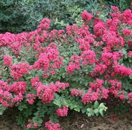 Baton Rouge Crape Myrtle with watermelon red blooms and lush green foliage.