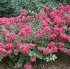 {"width" => 350, "height" => 350, "loading" => "lazy", "sizes" => "(min-width: 990px) 350px, 50vw", "widths" => "350,700", "alt" => "Baton Rouge Crape Myrtle with watermelon red blooms and lush green foliage."}