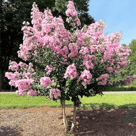 Bayou Marie Crape Myrtle with baby pink blooms in full sun.