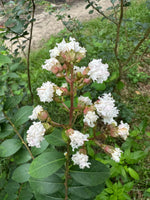 Bi Color Crape Myrtle Flower Blooms White then Turns Pink