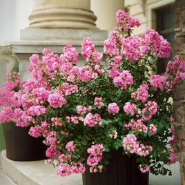 Bi Color Miniature Crape Myrtle in Pot