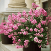{"width" => 350, "height" => 350, "loading" => "lazy", "sizes" => "(min-width: 990px) 350px, 50vw", "widths" => "350,700", "alt" => "Bi Color Miniature Crape Myrtle in Pot"}