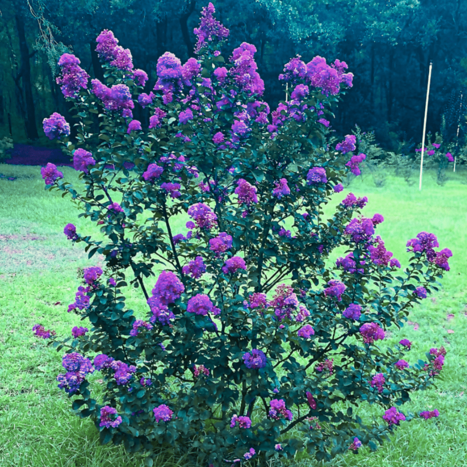 dark blue plants Blue Amethyst™ Crape Myrtle🪻NEW-Darkest Purple Flowers-Blue Undertone|  Southern Charm Crape Myrtles, LLC