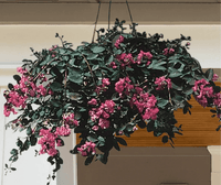 Bourbon Street Crape Myrtle: Coral Pink Blooms with an Elegant Weeping Growth