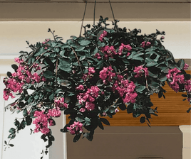 Bourbon Street Crape Myrtle: Coral Pink Blooms with an Elegant Weeping Growth