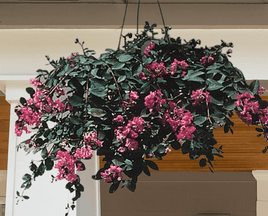 Bourbon Street Crape Myrtle Miniature Hanging Basket