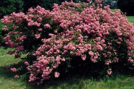 Caddo Crape Myrtle with cascading pink blooms showcasing graceful weeping elegance.