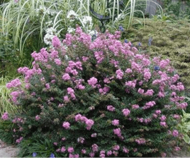Chickasaw Crape Myrtle with rose pink flowers and dark green leaves in a garden setting.