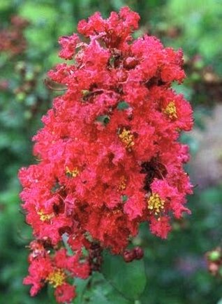 Chisam Fire Crape Myrtle with large, vibrant cherry red flower clusters and green foliage in a garden setting