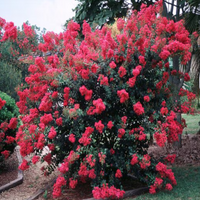 Chisam Fire Crape Myrtle shrub with large cherry red fragrant blooms in garden setting