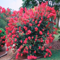Chisam Fire Crape Myrtle with large cherry red fragrant blooms in a compact garden setting