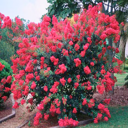 Chisam Fire Crape Myrtle with large cherry red fragrant blooms in a compact garden setting