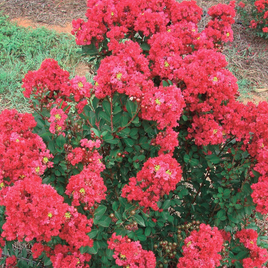 Chisam Fire Crape Myrtle Miniature Red 