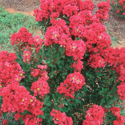 Chisam Fire Crape Myrtle Miniature Red 