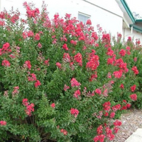 Chiasam Fire Red Miniature Crape Myrtles as a Hedge Around a Home