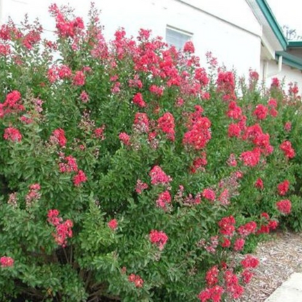 Chiasam Fire Red Miniature Crape Myrtles as a Hedge Around a Home
