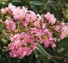 Choctaw Crape Myrtle tree with rich pink blooms and cinnamon red exfoliating bark in full sun