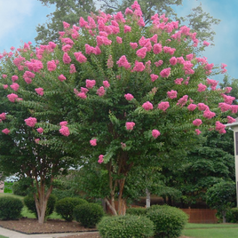 Choctaw Crape Myrtle tree with rich pink flower clusters and green foliage in a landscaped garden.