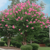 {"width" => 350, "height" => 350, "loading" => "lazy", "sizes" => "(min-width: 990px) 350px, 50vw", "widths" => "350,700", "alt" => "Choctaw Crape Myrtle tree with rich pink flower clusters and green foliage in a landscaped garden."}