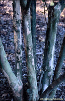 Comanche Crape Myrtle exfoliating bark in gray shades.