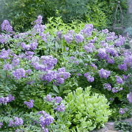 Cordon Bleu Crape Myrtles in Border
