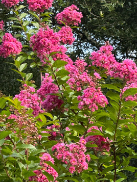 Cotton Candy Passion™ Crape Myrtle in bloom