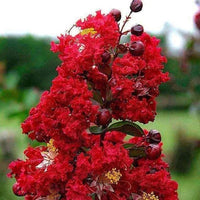 Dallas Red Crape Myrtle with vibrant red blooms in full display.