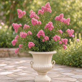 Delta Blush Crape Myrtle with rich pink blooms and subtle peach undertone in a white planter.