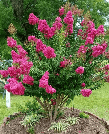 Electric Pink Passion™ Crape Myrtle with vibrant hot pink flowers and dark green foliage in a garden setting.