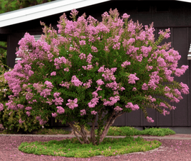 Vibrant pink flowering Hopi crape myrtle tree with lush blooms, ideal for pollinators.
