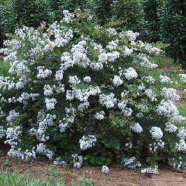 Kiowa Crape Myrtle with white flowers, ideal for compact landscape hedges.