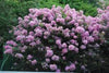 {"width" => 350, "height" => 350, "loading" => "lazy", "sizes" => "(min-width: 990px) 350px, 50vw", "widths" => "350,700", "alt" => "Lovely lavender flowers on Lilac Passion™ crape myrtle in lush garden."}