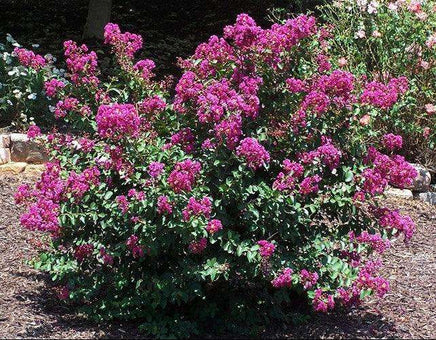 Mardi Gras Crape Myrtle with vibrant purple flowers in garden.