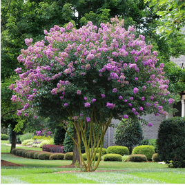 Mauve Passion™ Crape Myrtle with mauve flowers and green foliage in a garden setting.