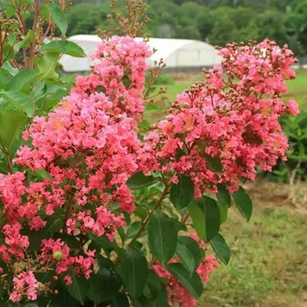 Miami Crape Myrtle tree with rich pink flowers and lush green foliage.