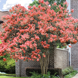Vibrant Miami Crape Myrtle with rich pink flowers and coral undertones.